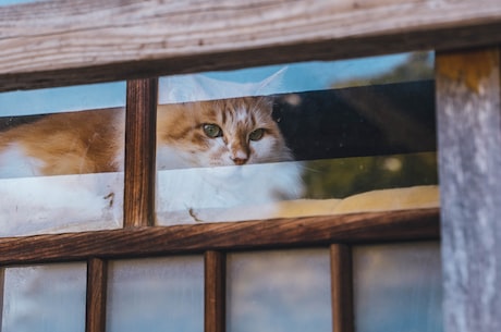 探寻神秘的日本猫岛