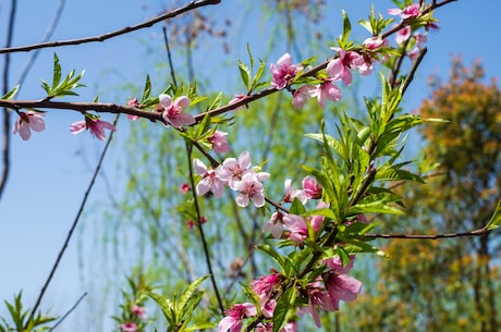 美味黄花菜的做法